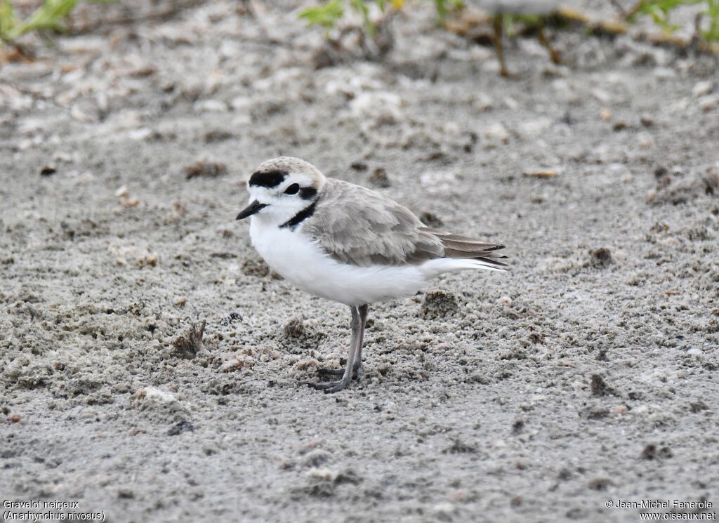 Snowy Plover