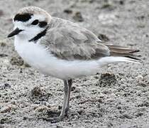 Snowy Plover