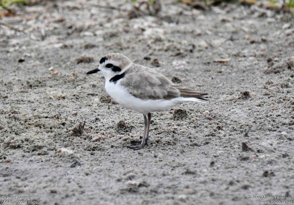 Snowy Plover