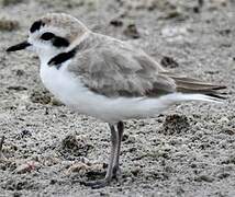 Snowy Plover