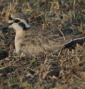 Kittlitz's Plover