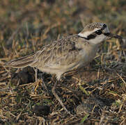 Kittlitz's Plover