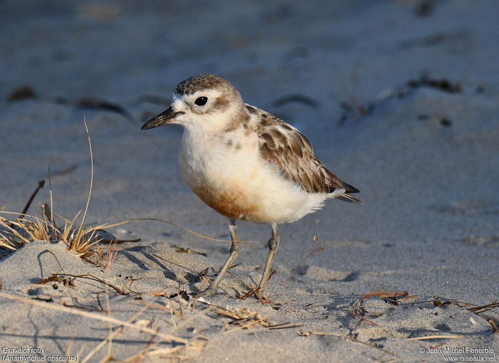 New Zealand Plover