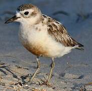 New Zealand Plover