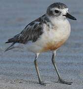 New Zealand Plover