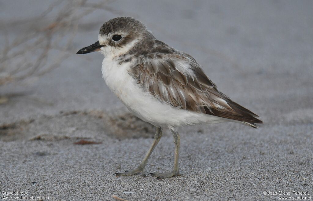 New Zealand Plover