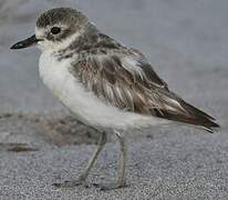 New Zealand Plover