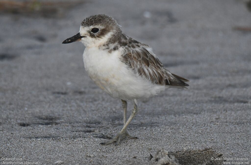 New Zealand Plover