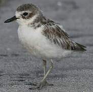 New Zealand Plover