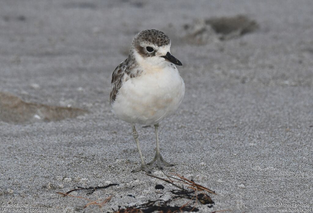 New Zealand Plover