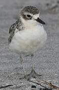 New Zealand Plover