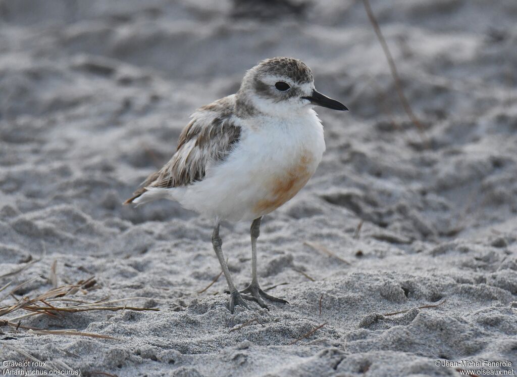 New Zealand Plover