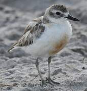 New Zealand Plover