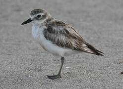 New Zealand Plover