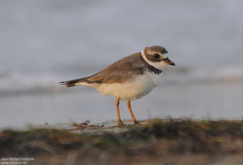 Semipalmated Ploveradult, identification