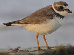 Semipalmated Plover