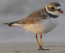 Semipalmated Plover