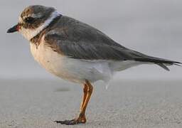 Semipalmated Plover