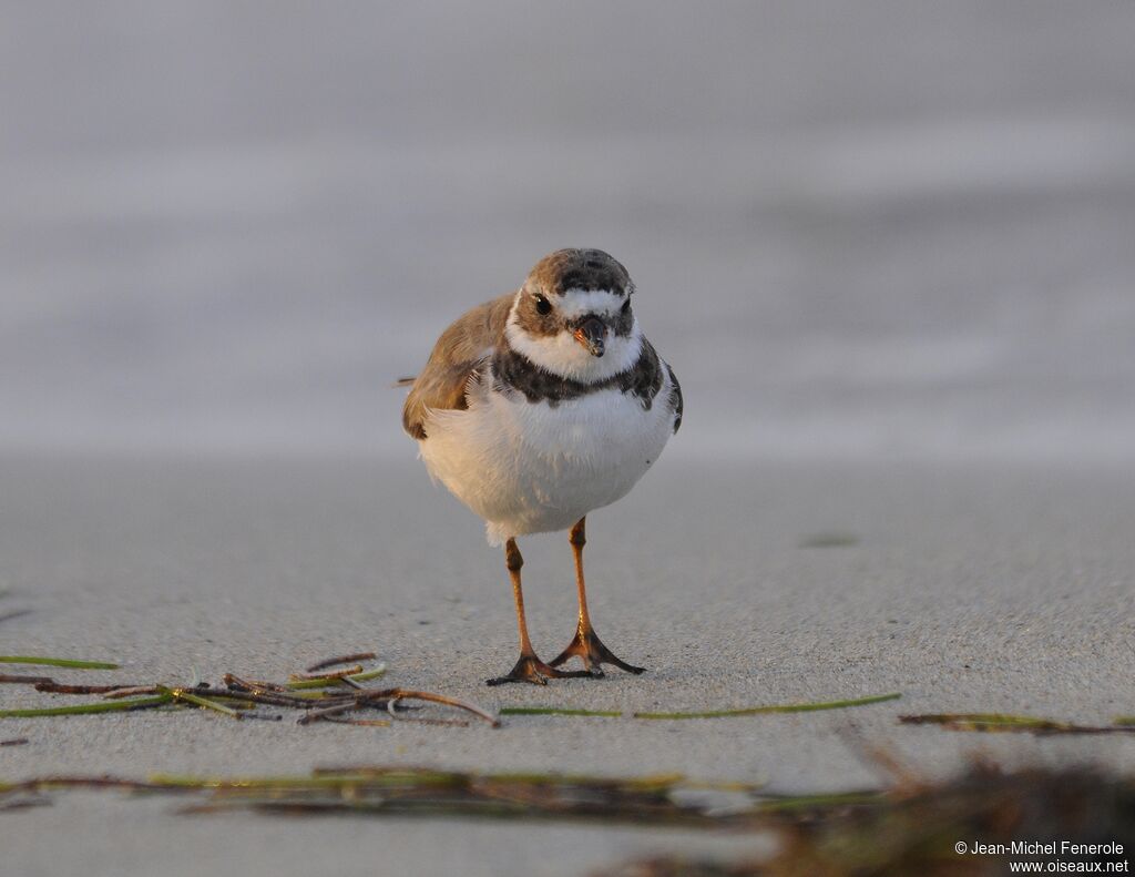 Semipalmated Plover