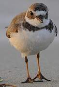 Semipalmated Plover