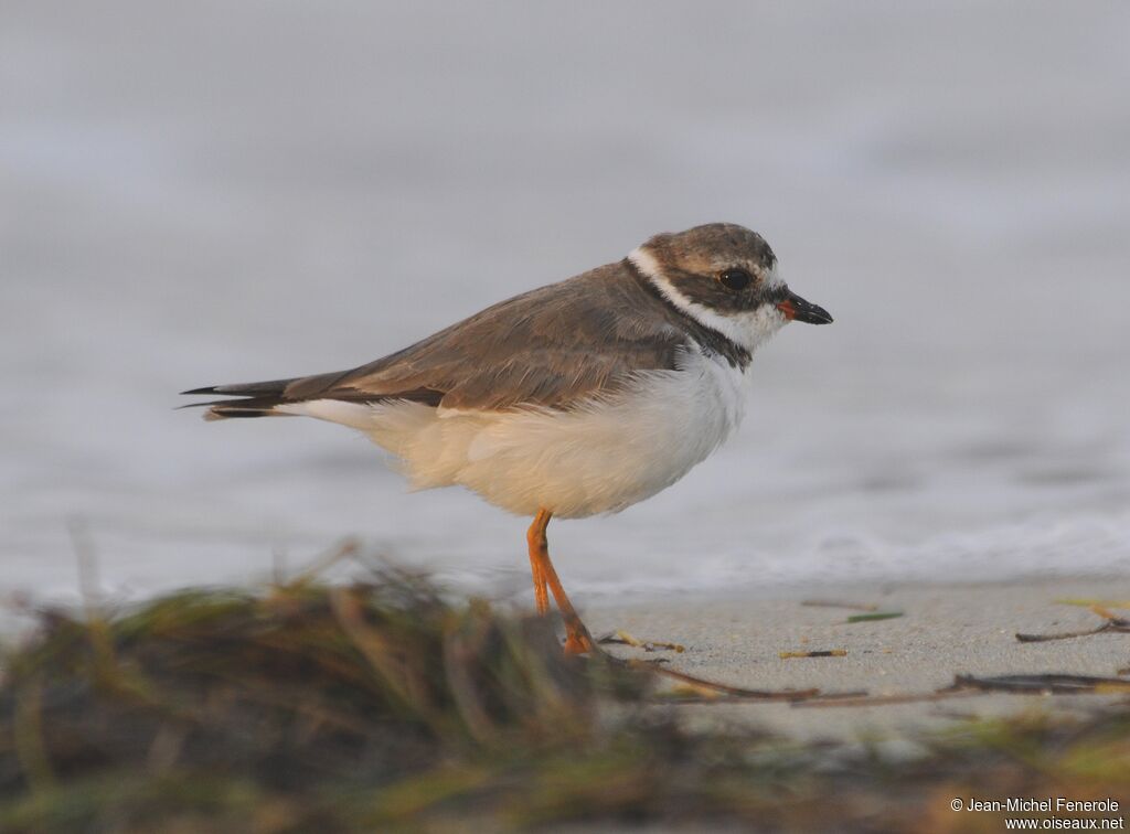 Semipalmated Plover