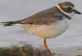 Semipalmated Plover