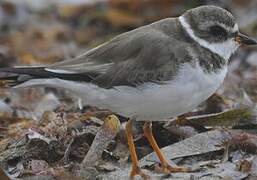 Semipalmated Plover