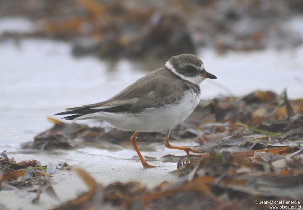 Semipalmated Plover