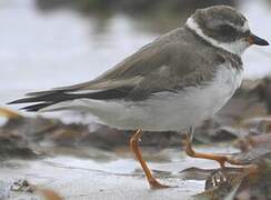 Semipalmated Plover