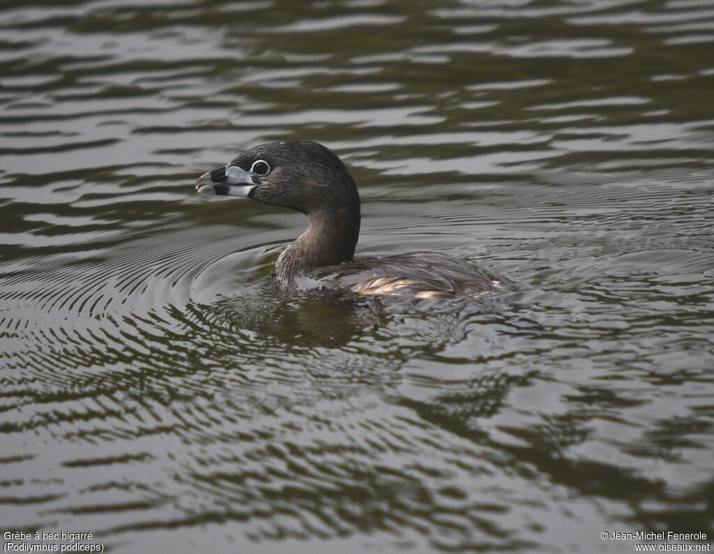 Pied-billed Grebe