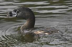 Pied-billed Grebe