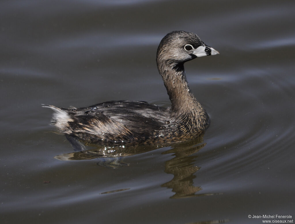 Pied-billed Grebe