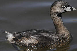 Pied-billed Grebe