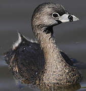 Pied-billed Grebe