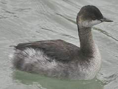 Black-necked Grebe