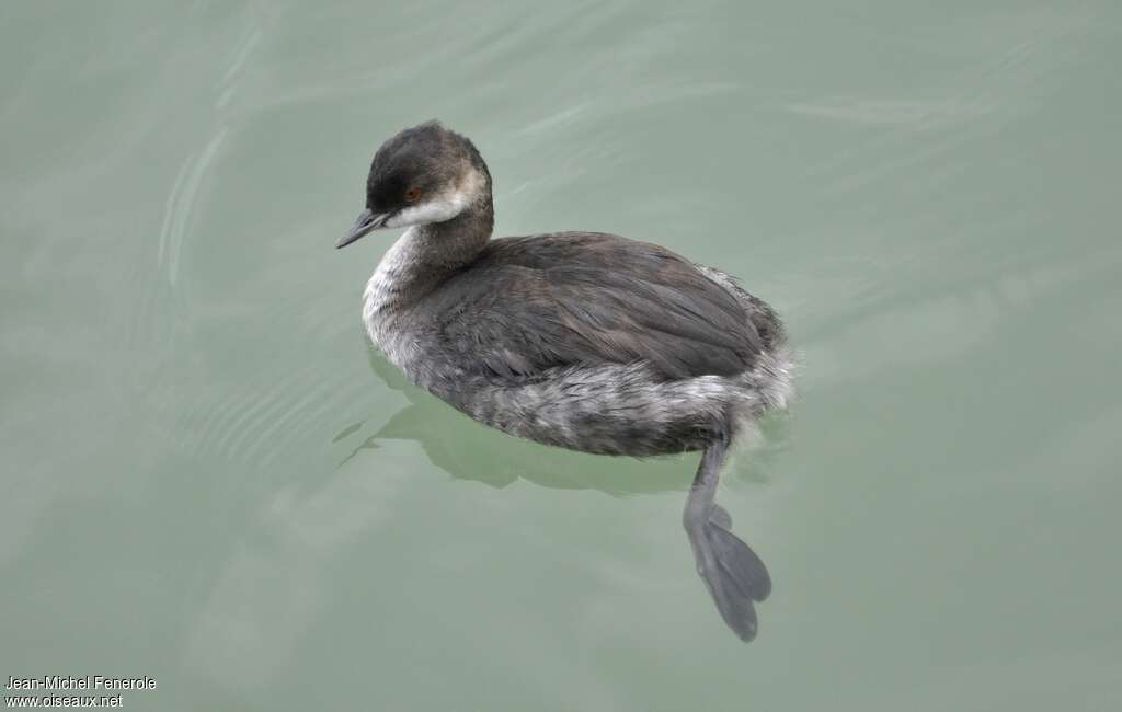 Black-necked GrebeFirst year, pigmentation, Behaviour