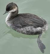 Black-necked Grebe