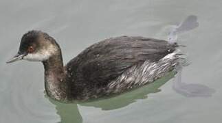 Black-necked Grebe