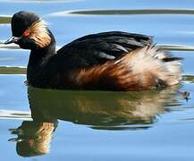 Black-necked Grebe