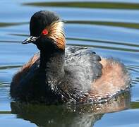 Black-necked Grebe