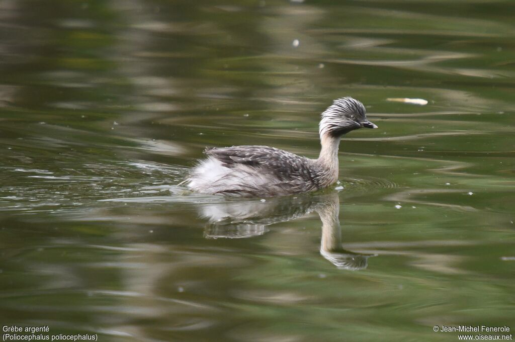 Hoary-headed Grebe