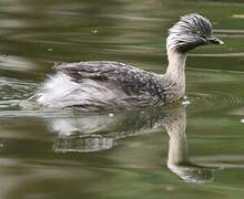 Hoary-headed Grebe