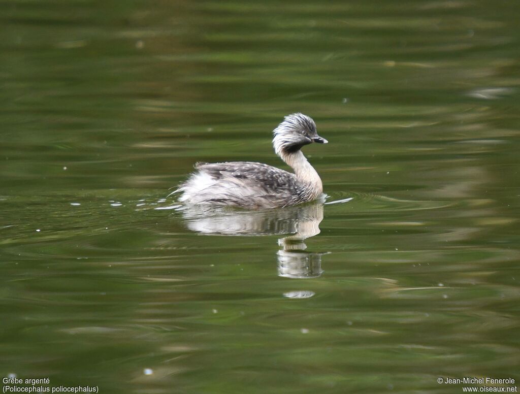 Hoary-headed Grebe