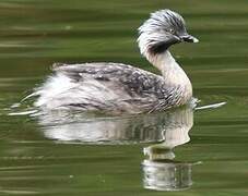 Hoary-headed Grebe