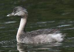 Hoary-headed Grebe