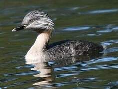 Hoary-headed Grebe