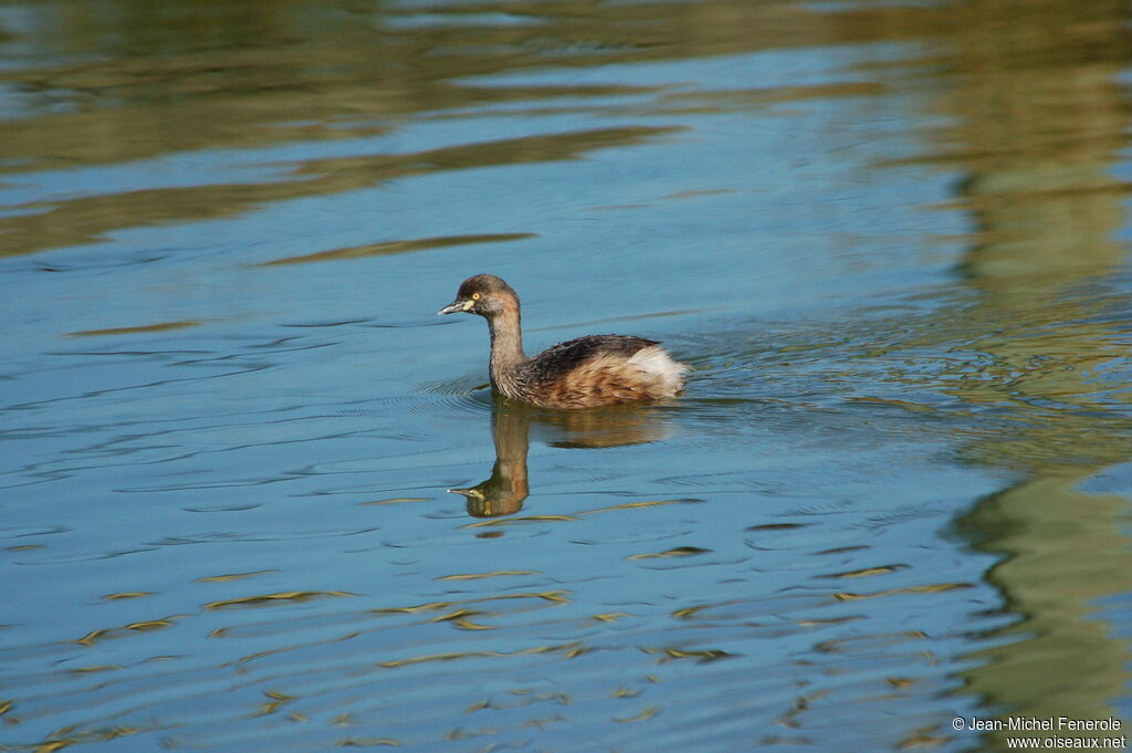 Australasian Grebe