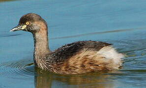 Australasian Grebe