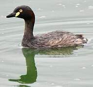 Australasian Grebe