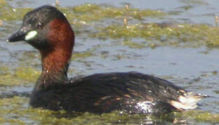 Little Grebe